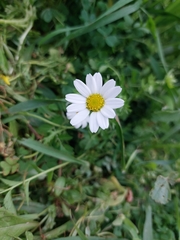Anthemideae