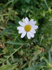 Anthemideae