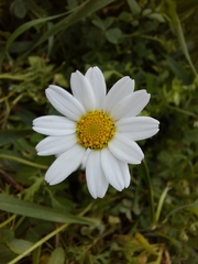 Anthemideae
