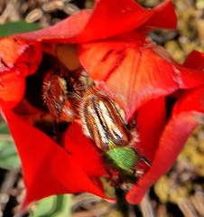 Pygopleurus israelitus