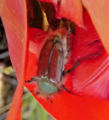 Pygopleurus israelitus