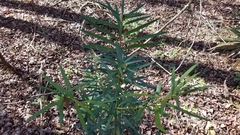 Magnoliopsida