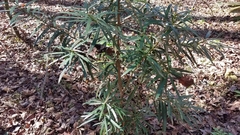 Magnoliopsida