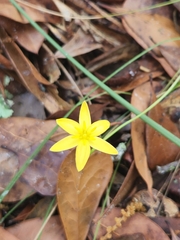 Hypoxis juncea