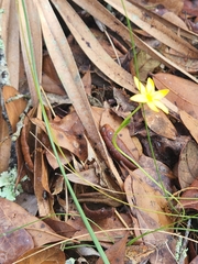 Hypoxis juncea