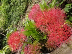 Scadoxus multiflorus multiflorus