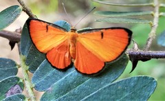 Mesene phareus