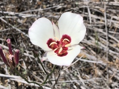 Calochortus dunnii