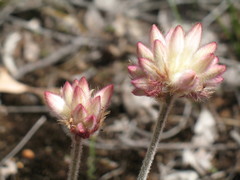 Conostylis setosa
