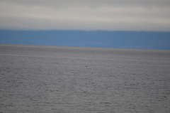 Phoca vitulina richardii