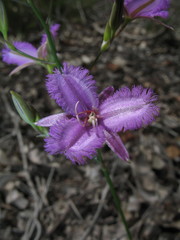 Thysanotus pyramidalis