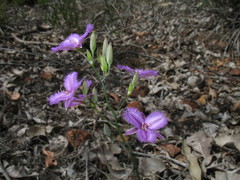 Thysanotus pyramidalis
