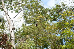 Sapajus robustus