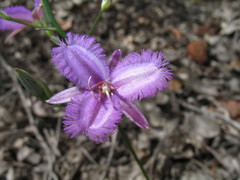 Thysanotus pyramidalis