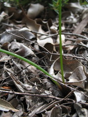 Thysanotus pyramidalis