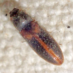 Tetralimonius ornatulus