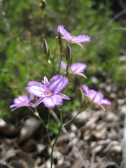 Thysanotus pyramidalis