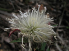 Pimelea spectabilis