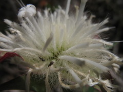 Pimelea spectabilis