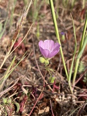 Sidalcea hartwegii