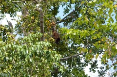 Sapajus robustus