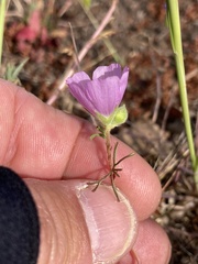 Sidalcea hartwegii