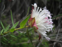 Pimelea spectabilis