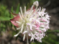 Pimelea spectabilis