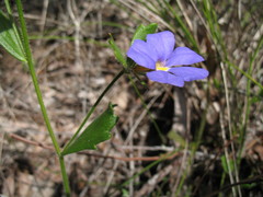 Scaevola pilosa