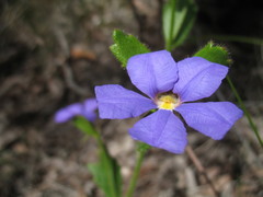 Scaevola pilosa