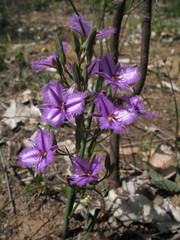 Thysanotus pyramidalis