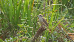 Lanius cristatus