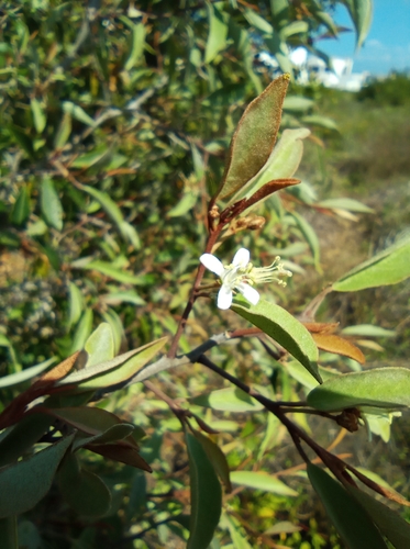 Image of Quadrella incana by (c) Juan Carlos A. Fierro, some rights reserved (CC BY-SA)