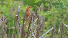 Calotes versicolor