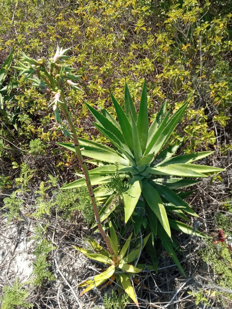Agave angustifolia, Km 39 Carretera Uaymitún, Telchac Puerto, Yuc., México