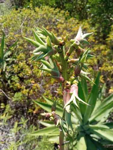 Agave angustifolia