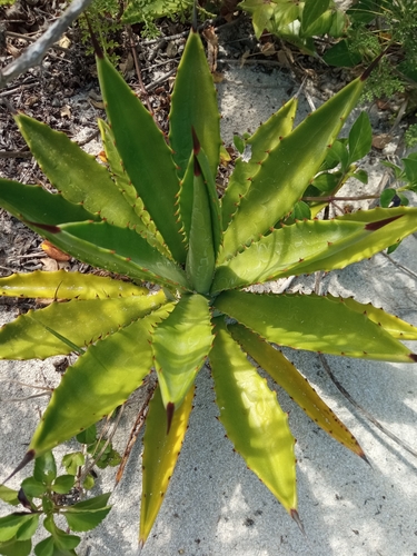 Agave angustifolia