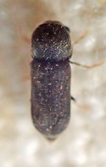 Ptilinus