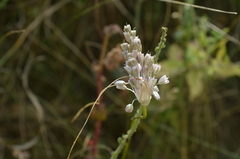Allium podolicum