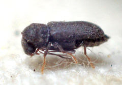 Ptilinus