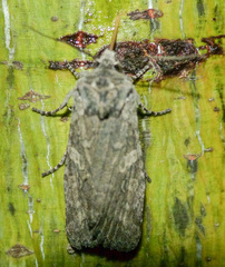 Lithophane antennata