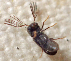 Ptilinus