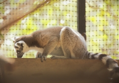 Lemur