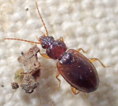 Trechus obtusus
