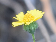 Layia gaillardioides