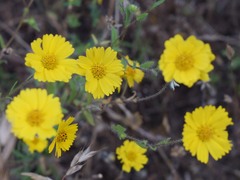 Layia gaillardioides
