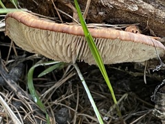 Lentinellus montanus