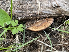 Lentinellus montanus