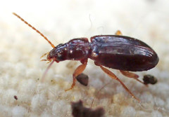 Trechus obtusus