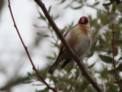 Carduelis carduelis